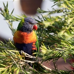 Trichoglossus moluccanus (Rainbow Lorikeet) at Huskisson, NSW - 15 Sep 2017 by AlisonMilton