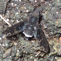 Anthrax maculatus (A bee fly) at Southwest, TAS - 31 Dec 2024 by VanessaC