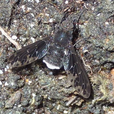 Anthrax maculatus (A bee fly) at Southwest, TAS - 31 Dec 2024 by VanessaC