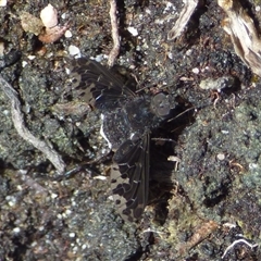 Anthrax maculatus at Southwest, TAS - 31 Dec 2024 10:49 AM