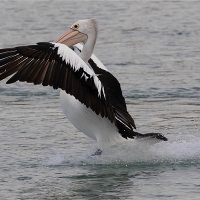 Pelecanus conspicillatus (Australian Pelican) at Huskisson, NSW - 16 Sep 2017 by AlisonMilton