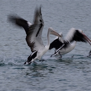 Pelecanus conspicillatus at Huskisson, NSW - 16 Sep 2017 05:28 AM