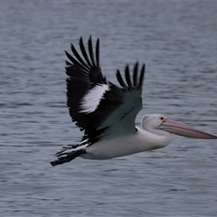 Pelecanus conspicillatus at Huskisson, NSW - 16 Sep 2017 05:28 AM