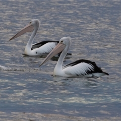 Pelecanus conspicillatus at Huskisson, NSW - 16 Sep 2017 05:28 AM