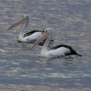 Pelecanus conspicillatus at Huskisson, NSW - 16 Sep 2017 05:28 AM
