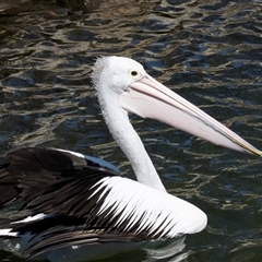 Pelecanus conspicillatus (Australian Pelican) at Huskisson, NSW - 15 Sep 2017 by AlisonMilton