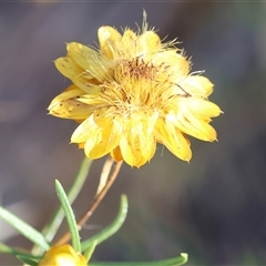 Xerochrysum viscosum (Sticky Everlasting) at Wodonga, VIC - 25 Dec 2024 by KylieWaldon