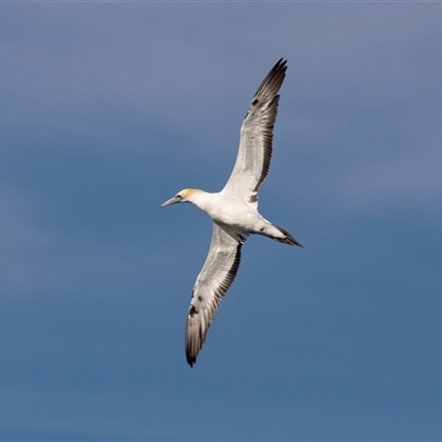 Morus serrator (Australasian Gannet) at Huskisson, NSW - 15 Sep 2017 by AlisonMilton