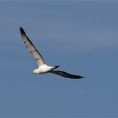 Morus serrator at Huskisson, NSW - 15 Sep 2017 01:49 PM