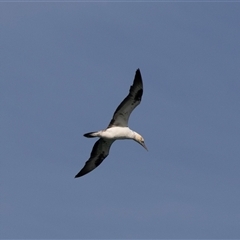 Morus serrator at Huskisson, NSW - 15 Sep 2017 01:49 PM