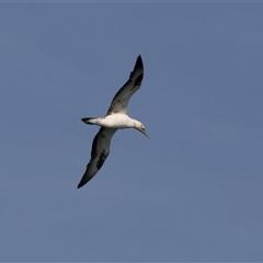 Morus serrator at Huskisson, NSW - 15 Sep 2017 01:49 PM