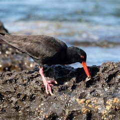 Haematopus fuliginosus (Sooty Oystercatcher) at Huskisson, NSW - 15 Sep 2017 by AlisonMilton