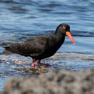 Haematopus fuliginosus at Huskisson, NSW - 15 Sep 2017