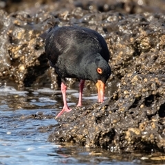 Haematopus fuliginosus at Huskisson, NSW - 15 Sep 2017