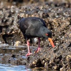 Haematopus fuliginosus at Huskisson, NSW - suppressed
