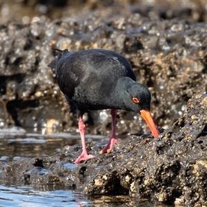 Haematopus fuliginosus at Huskisson, NSW - 15 Sep 2017