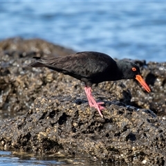 Haematopus fuliginosus at Huskisson, NSW - 15 Sep 2017