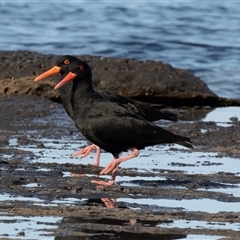 Haematopus fuliginosus (Sooty Oystercatcher) at Huskisson, NSW - 15 Sep 2017 by AlisonMilton