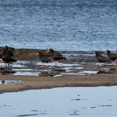 Haematopus fuliginosus at Huskisson, NSW - suppressed