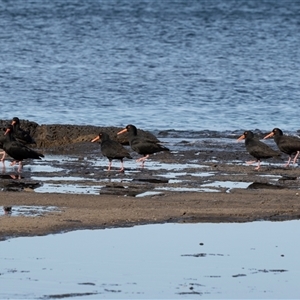 Haematopus fuliginosus at Huskisson, NSW - suppressed
