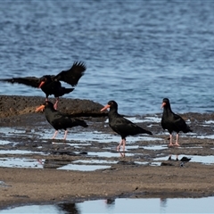 Haematopus fuliginosus at Huskisson, NSW - suppressed