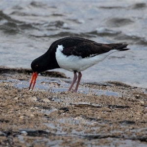 Haematopus longirostris at Huskisson, NSW - suppressed