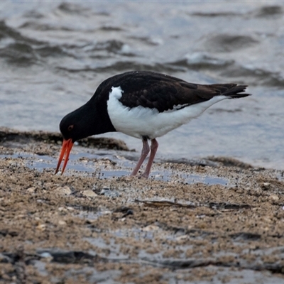 Haematopus longirostris (Australian Pied Oystercatcher) at Huskisson, NSW - 16 Sep 2017 by AlisonMilton