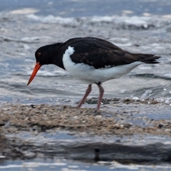 Haematopus longirostris at Huskisson, NSW - 16 Sep 2017