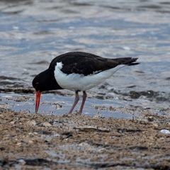 Haematopus longirostris at Huskisson, NSW - 16 Sep 2017