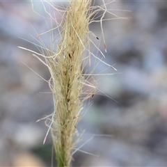 Austrostipa densiflora (Foxtail Speargrass) at Wodonga, VIC - 26 Dec 2024 by KylieWaldon