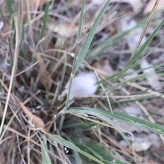 Austrostipa densiflora at Wodonga, VIC - 26 Dec 2024 07:04 AM