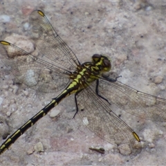 Austrogomphus guerini at Southwest, TAS - 31 Dec 2024 by VanessaC