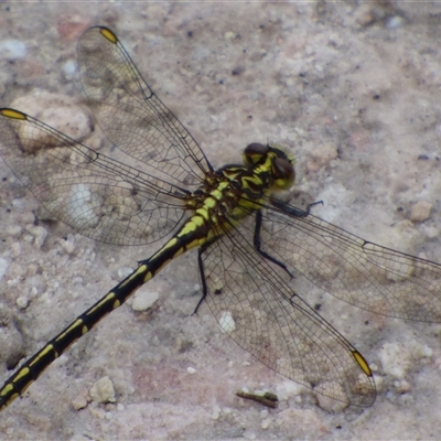 Austrogomphus guerini (Yellow-striped Hunter) at Southwest, TAS - 31 Dec 2024 by VanessaC