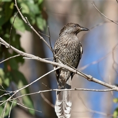 Anthochaera chrysoptera (Little Wattlebird) at Huskisson, NSW - 14 Sep 2017 by AlisonMilton