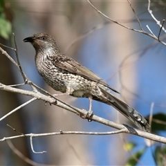 Anthochaera chrysoptera at Huskisson, NSW - 15 Sep 2017 07:03 AM