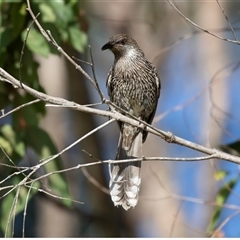 Anthochaera chrysoptera at Huskisson, NSW - 15 Sep 2017 07:03 AM