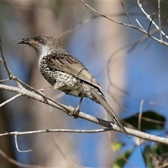 Anthochaera chrysoptera at Huskisson, NSW - 15 Sep 2017 07:03 AM
