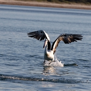 Pelecanus conspicillatus at Huskisson, NSW - 15 Sep 2017 06:04 AM