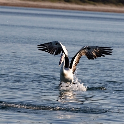 Pelecanus conspicillatus (Australian Pelican) at Huskisson, NSW - 15 Sep 2017 by AlisonMilton