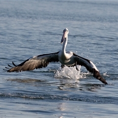 Pelecanus conspicillatus at Huskisson, NSW - 15 Sep 2017 06:04 AM