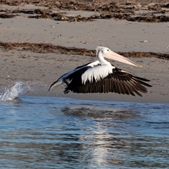 Pelecanus conspicillatus (Australian Pelican) at Huskisson, NSW - 14 Sep 2017 by AlisonMilton