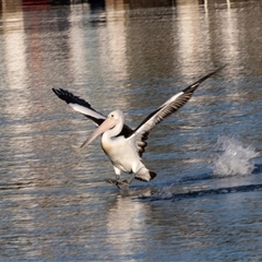 Pelecanus conspicillatus at Huskisson, NSW - 15 Sep 2017