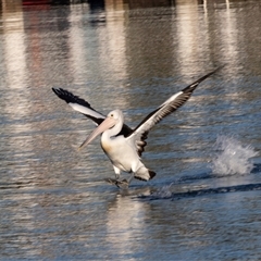 Pelecanus conspicillatus at Huskisson, NSW - 15 Sep 2017 05:46 AM