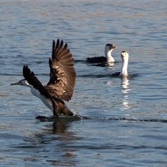 Microcarbo melanoleucos (Little Pied Cormorant) at Huskisson, NSW - 15 Sep 2017 by AlisonMilton