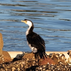 Microcarbo melanoleucos at Huskisson, NSW - 15 Sep 2017 05:50 AM