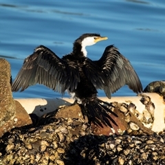 Microcarbo melanoleucos at Huskisson, NSW - 15 Sep 2017 05:50 AM