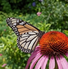 Danaus plexippus (Monarch) at Robertson, NSW - 1 Jan 2025 by PaperbarkNativeBees