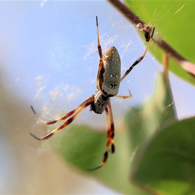 Trichonephila edulis (Golden orb weaver) at Wodonga, VIC - 25 Dec 2024 by KylieWaldon