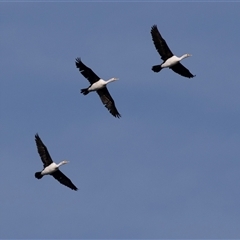 Microcarbo melanoleucos (Little Pied Cormorant) at Huskisson, NSW - 15 Sep 2017 by AlisonMilton