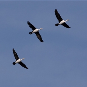 Microcarbo melanoleucos at Huskisson, NSW - 15 Sep 2017